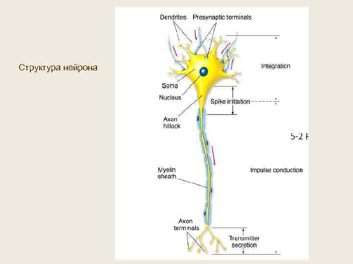 Структура нейрона 