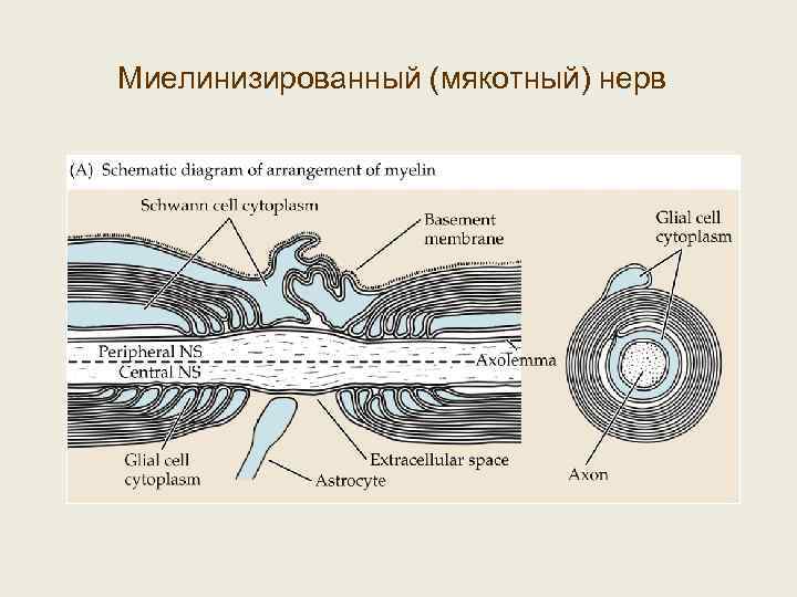 Миелинизированный (мякотный) нерв 