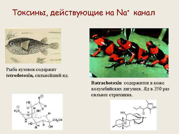 Токсины, действующие на Na+ канал Рыба кузовок содержит tetrodotoxin, сильнейший яд. Batrachotoxin содержится в