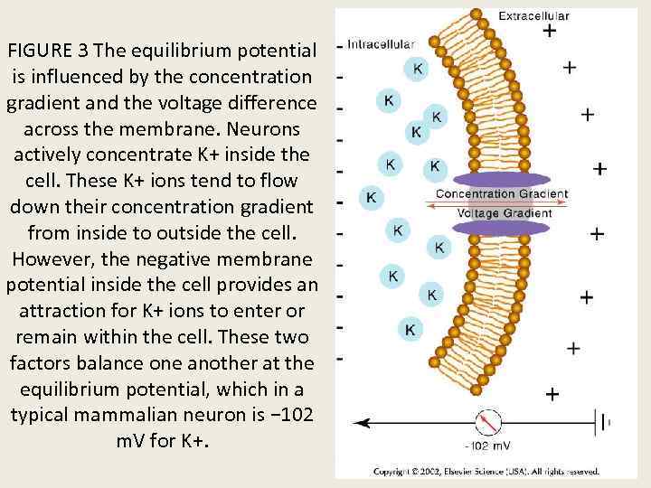 FIGURE 3 The equilibrium potential is influenced by the concentration gradient and the voltage
