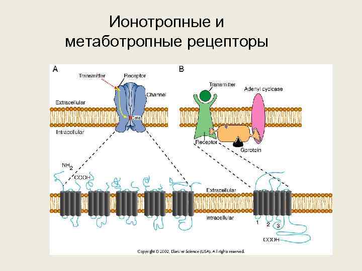 Ионотропные и метаботропные рецепторы 