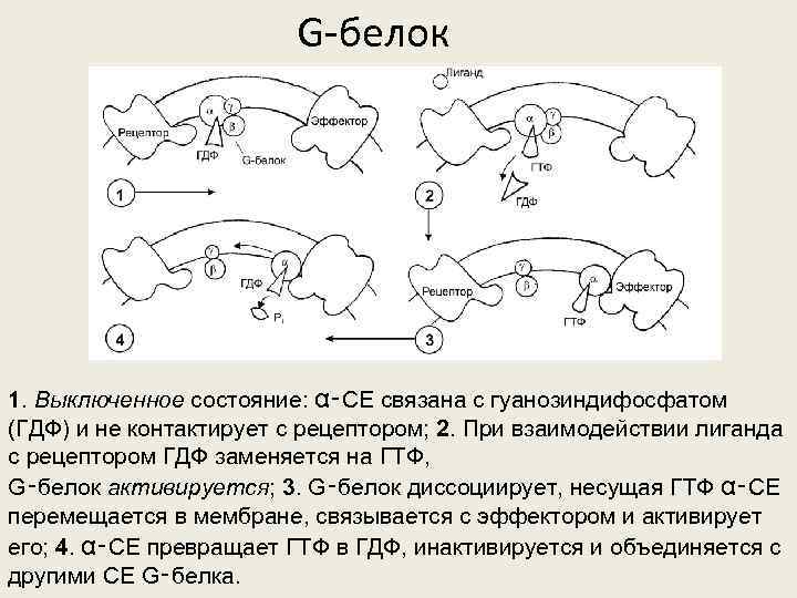 G-белок 1. Выключенное состояние: α‑СЕ связана с гуанозиндифосфатом (ГДФ) и не контактирует с рецептором;