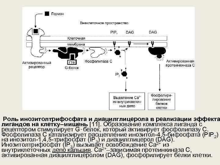  Роль инозитолтрифосфата и диацилглицерола в реализации эффекта лигандов на клетку–мишень [11]. Образование комплекса
