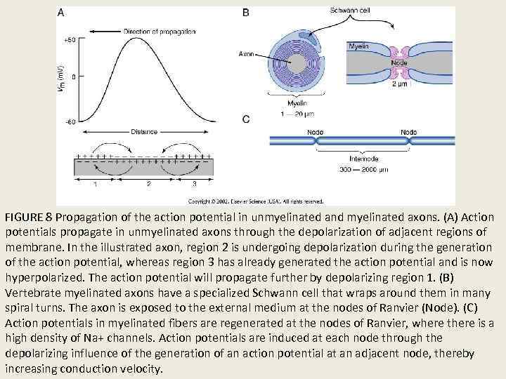 FIGURE 8 Propagation of the action potential in unmyelinated and myelinated axons. (A) Action