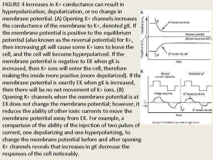 FIGURE 4 Increases in K+ conductance can result in hyperpolarization, depolarization, or no change