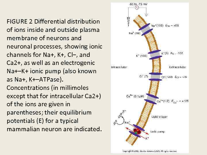 FIGURE 2 Differential distribution of ions inside and outside plasma membrane of neurons and