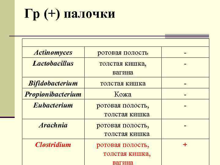 Гр (+) палочки Actinomyces Lactobacillus ротовая полость толстая кишка, вагина - Bifidobacterium Propionibacterium Eubacterium
