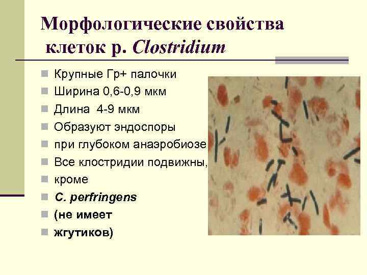 Морфологические свойства клеток р. Clostridium n Крупные Гр+ палочки n Ширина 0, 6 -0,