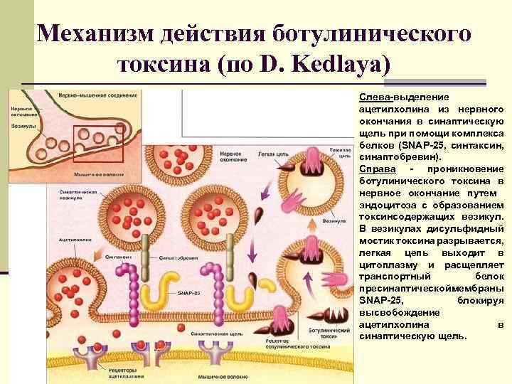 Механизм действия ботулинического токсина (по D. Kedlaya) Слева-выделение ацетилхолина из нервного окончания в синаптическую