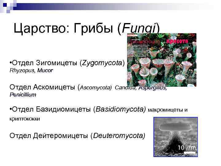 Царство: Грибы (Fungi) • Отдел Зигомицеты (Zygomycota) Rhyzopus, Mucor Отдел Аскомицеты (Ascomycota) Candida, Aspergillus,
