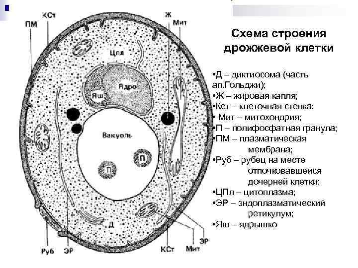 Схема строения дрожжевой клетки • Д – диктиосома (часть ап. Гольджи); • Ж –