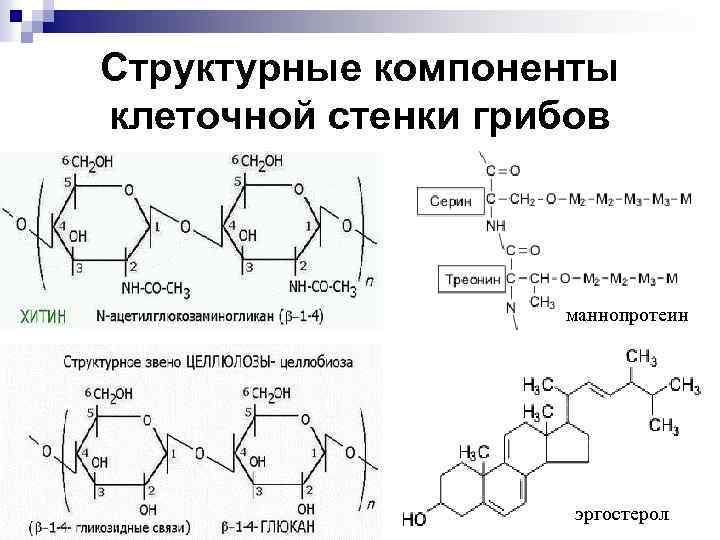 Структурные компоненты клеточной стенки грибов маннопротеин эргостерол 