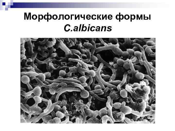 Морфологические формы C. albicans 