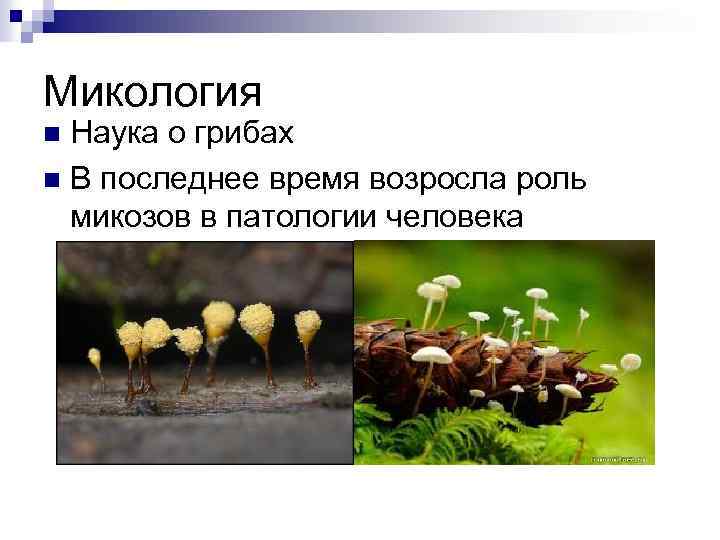 Микология Наука о грибах n В последнее время возросла роль микозов в патологии человека