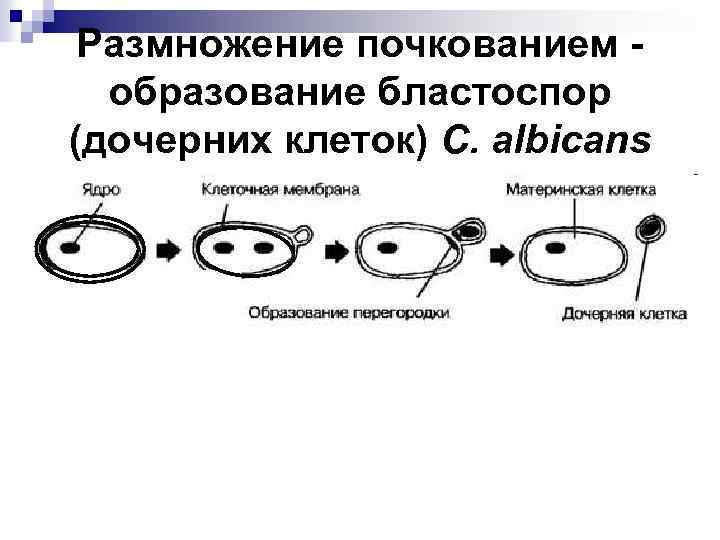 Размножение почкованием образование бластоспор (дочерних клеток) C. albicans 