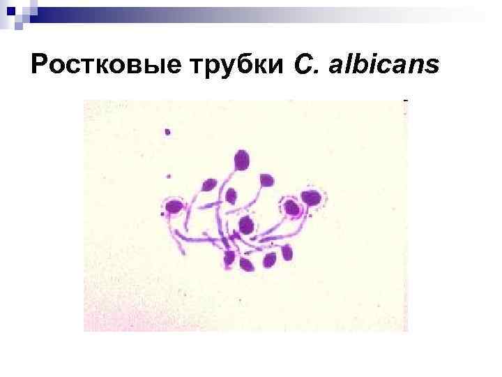 Ростковые трубки C. albicans 