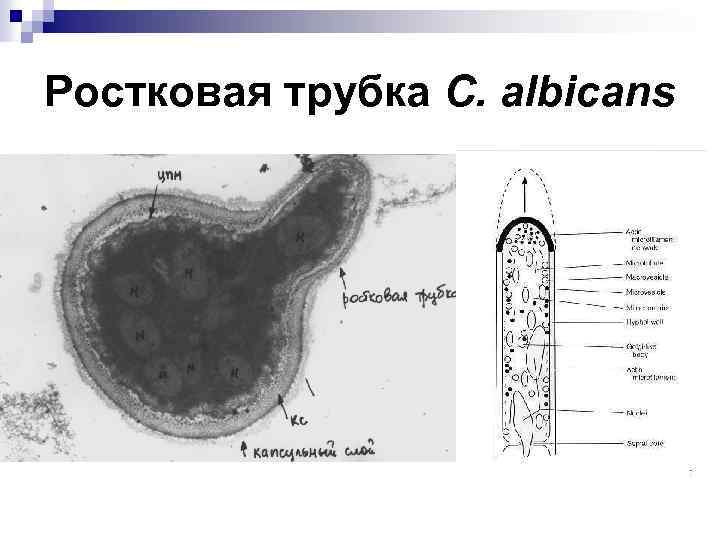 Ростковая трубка C. albicans 