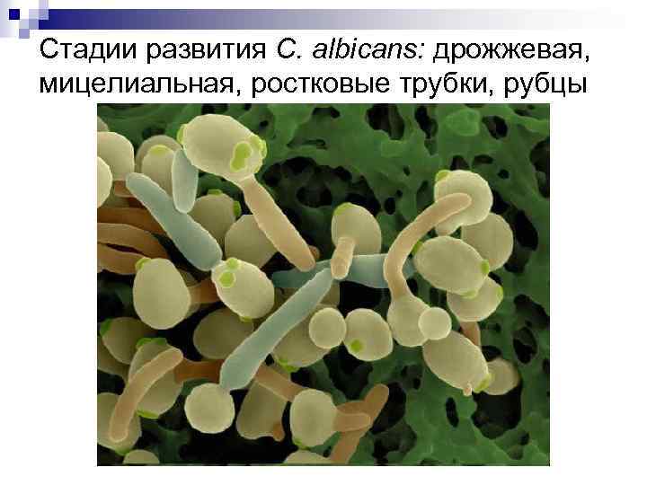 Стадии развития C. albicans: дрожжевая, мицелиальная, ростковые трубки, рубцы 