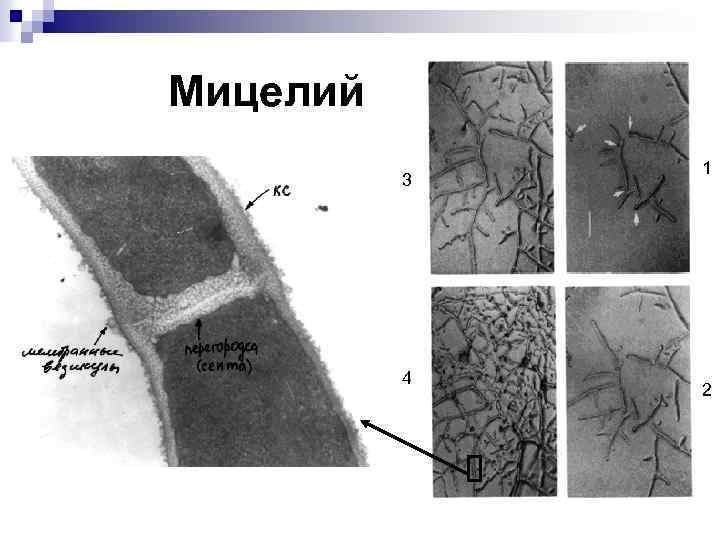 Мицелий 3 4 1 2 
