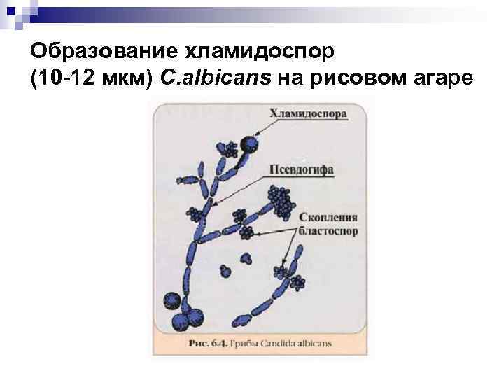 Образование хламидоспор (10 -12 мкм) C. albicans на рисовом агаре 