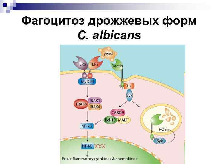 Фагоцитоз дрожжевых форм C. albicans 