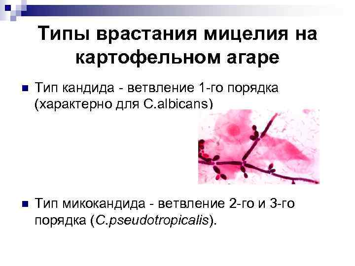 Типы врастания мицелия на картофельном агаре n Тип кандида - ветвление 1 -го порядка