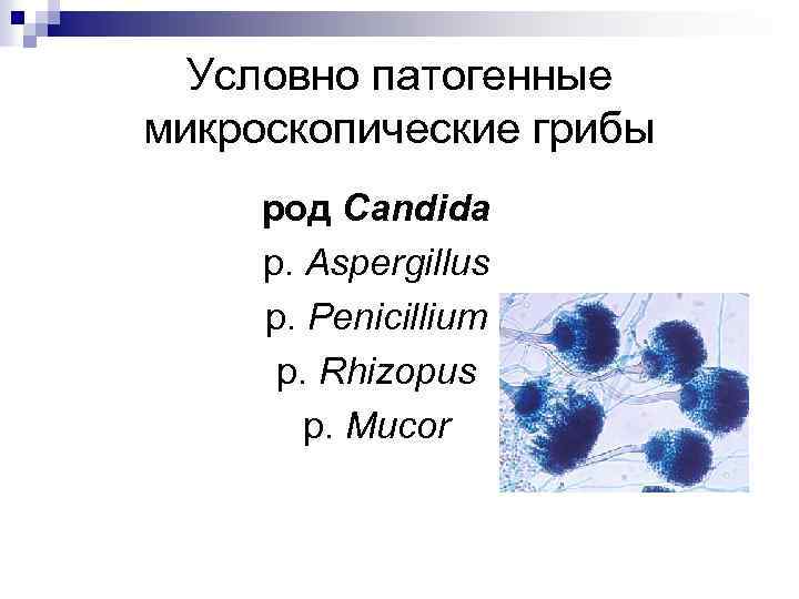 Микроскопические грибы презентация 3 класс