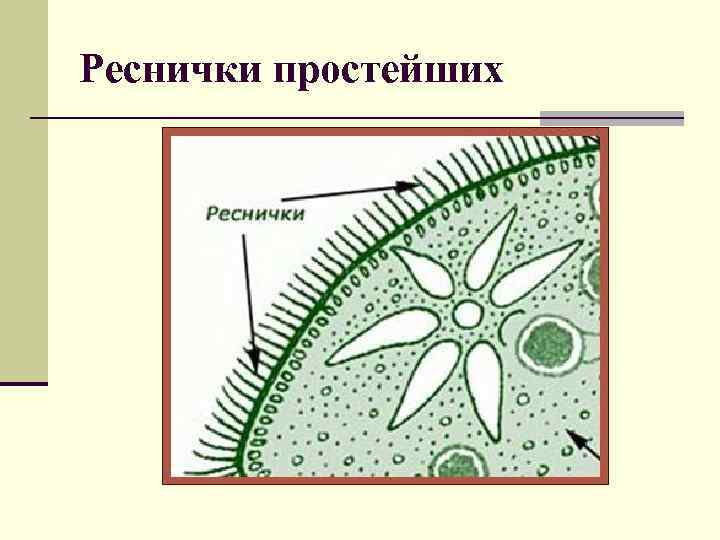 Простейшие рисунки биология