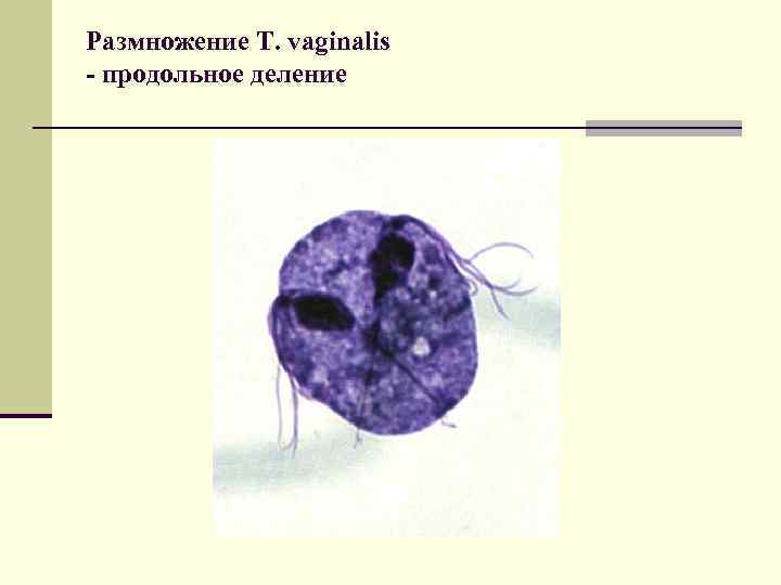 Размножение T. vaginalis - продольное деление 