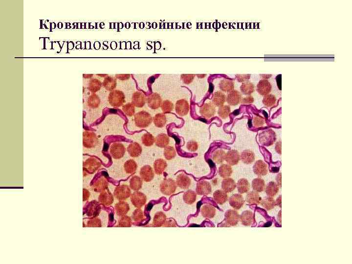 Кровяные протозойные инфекции Trypanosoma sp. 