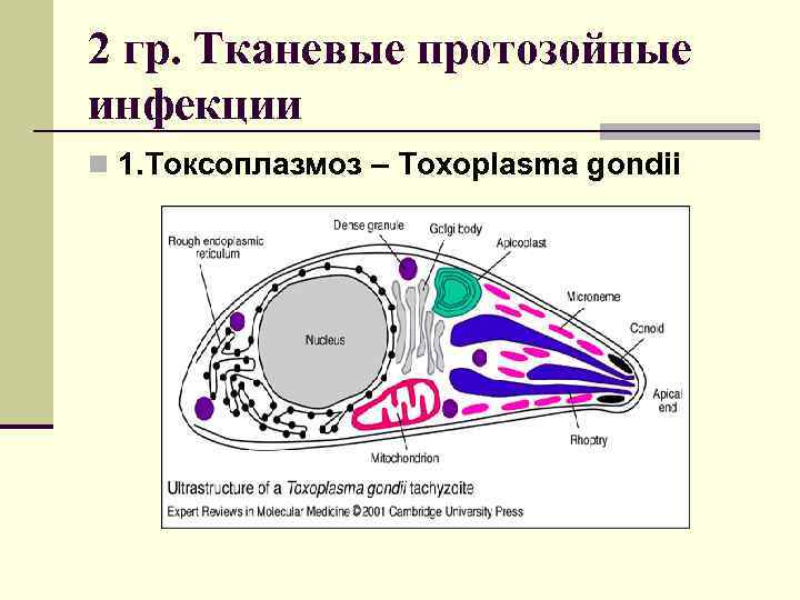 2 гр. Тканевые протозойные инфекции n 1. Токсоплазмоз – Toxoplasma gondii 
