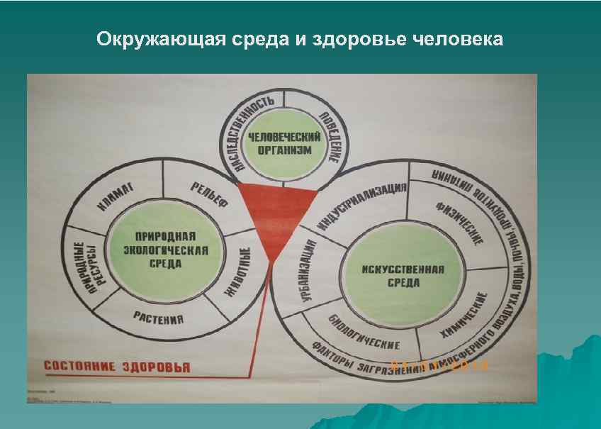 Окружающая среда и здоровье человека 