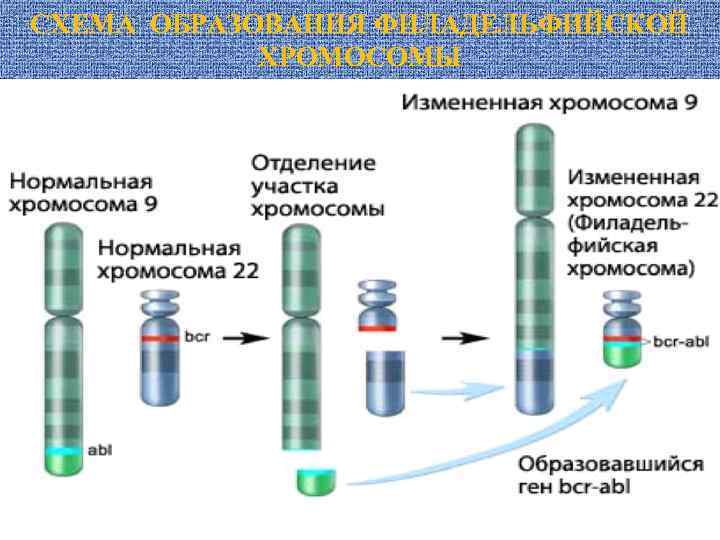 СХЕМА ОБРАЗОВАНИЯ ФИЛАДЕЛЬФИЙСКОЙ ХРОМОСОМЫ 