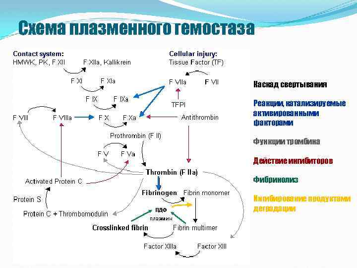 Схема плазменного гемостаза Каскад свертывания Реакции, катализируемые активированными факторами Функции тромбина Действие ингибиторов Фибринолиз