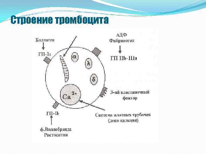 Строение тромбоцита 