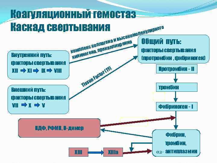 Коагуляционный гемостаз ного Каскад свертывания уляр олек Внутренний путь: факторы свертывания XII XI IX