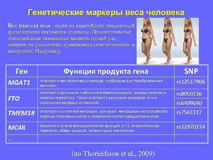 Генетические маркеры веса человека Вес (масса) тела - один из важнейших показателей физического состояния