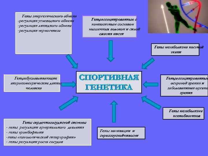 Гены энергетического обмена -регуляция углеводного обмена -регуляция липидного обмена -регуляция термогенеза Геныассоциированные с ,