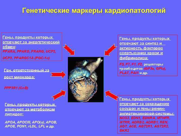 Генетические маркеры кардиопатологий Гены, продукты которых отвечают за энергетический обмен: PPARA, PPARD, PRARG, UCP