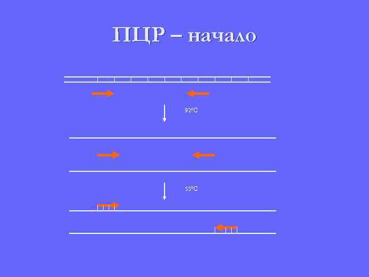 ПЦР – начало 92ºС 55ºС 