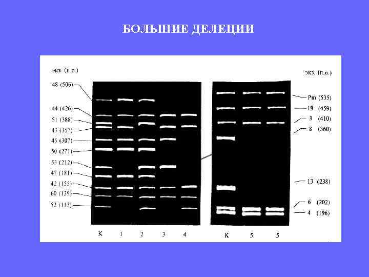 БОЛЬШИЕ ДЕЛЕЦИИ 