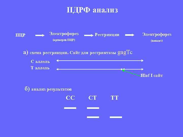 ПДРФ анализ ПЦР Электрофорез Рестрикция (проверка ПЦР) Электрофорез (анализ) а) схема рестрикции. Сайт для
