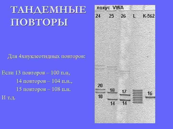 ТАНДЕМНЫЕ ПОВТОРЫ Для 4 хнуклеотидных повторов: Если 13 повторов – 100 п. н, 14