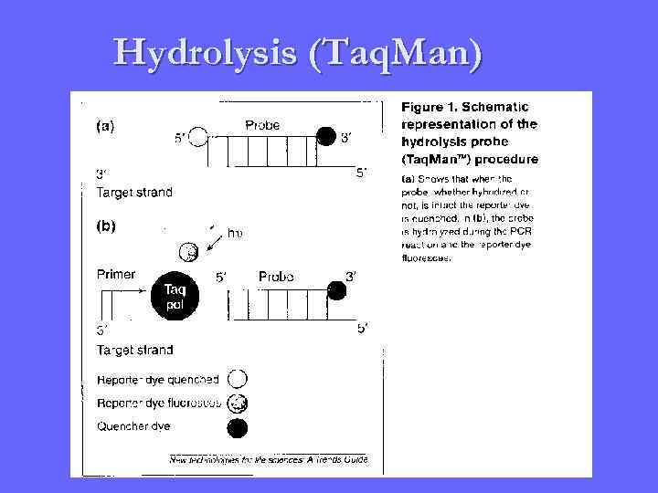Hydrolysis (Taq. Man) 