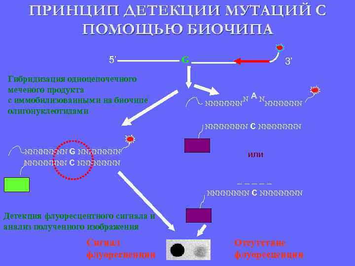 ПРИНЦИП ДЕТЕКЦИИ МУТАЦИЙ С ПОМОЩЬЮ БИОЧИПА 5’ Гибридизация одноцепочечного меченого продукта с иммобилизованными на