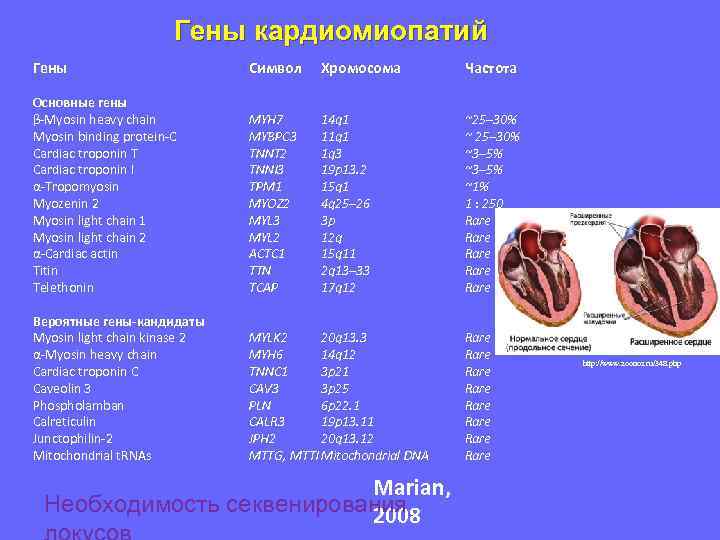 Гены кардиомиопатий Гены Символ Хромосома Частота Основные гены β-Myosin heavy chain Myosin binding protein-C