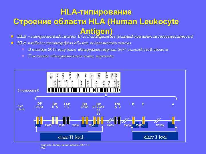 HLA-типирование Строение области HLA (Human Leukocyte Antigen) n HLA – поверхностный антиген B- и