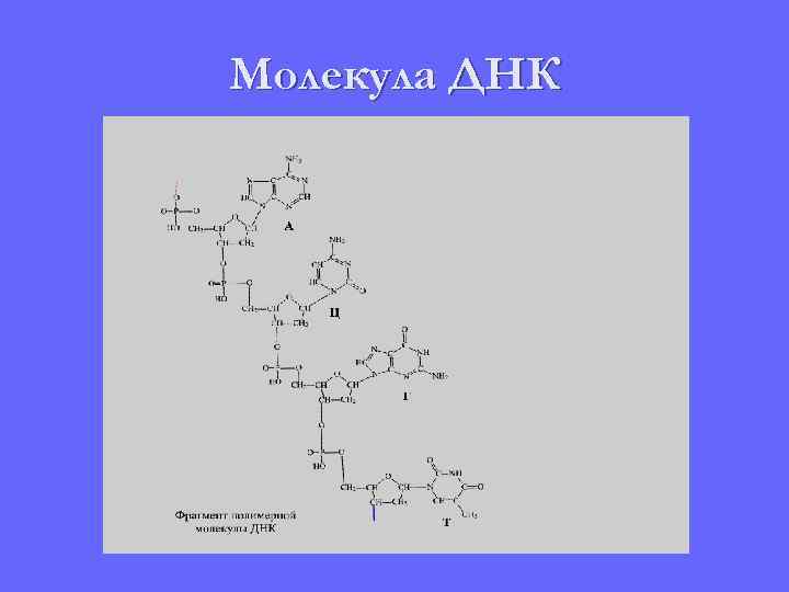 Молекула ДНК 