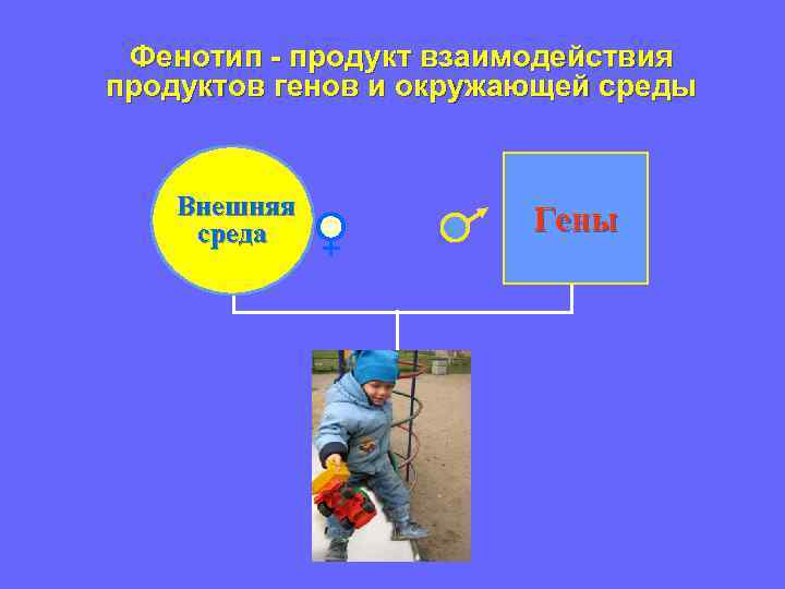 Фенотип - продукт взаимодействия продуктов генов и окружающей среды Внешняя среда Гены 