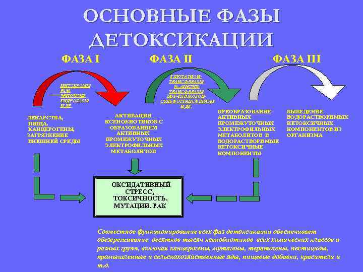 Вторая фаза детоксикации